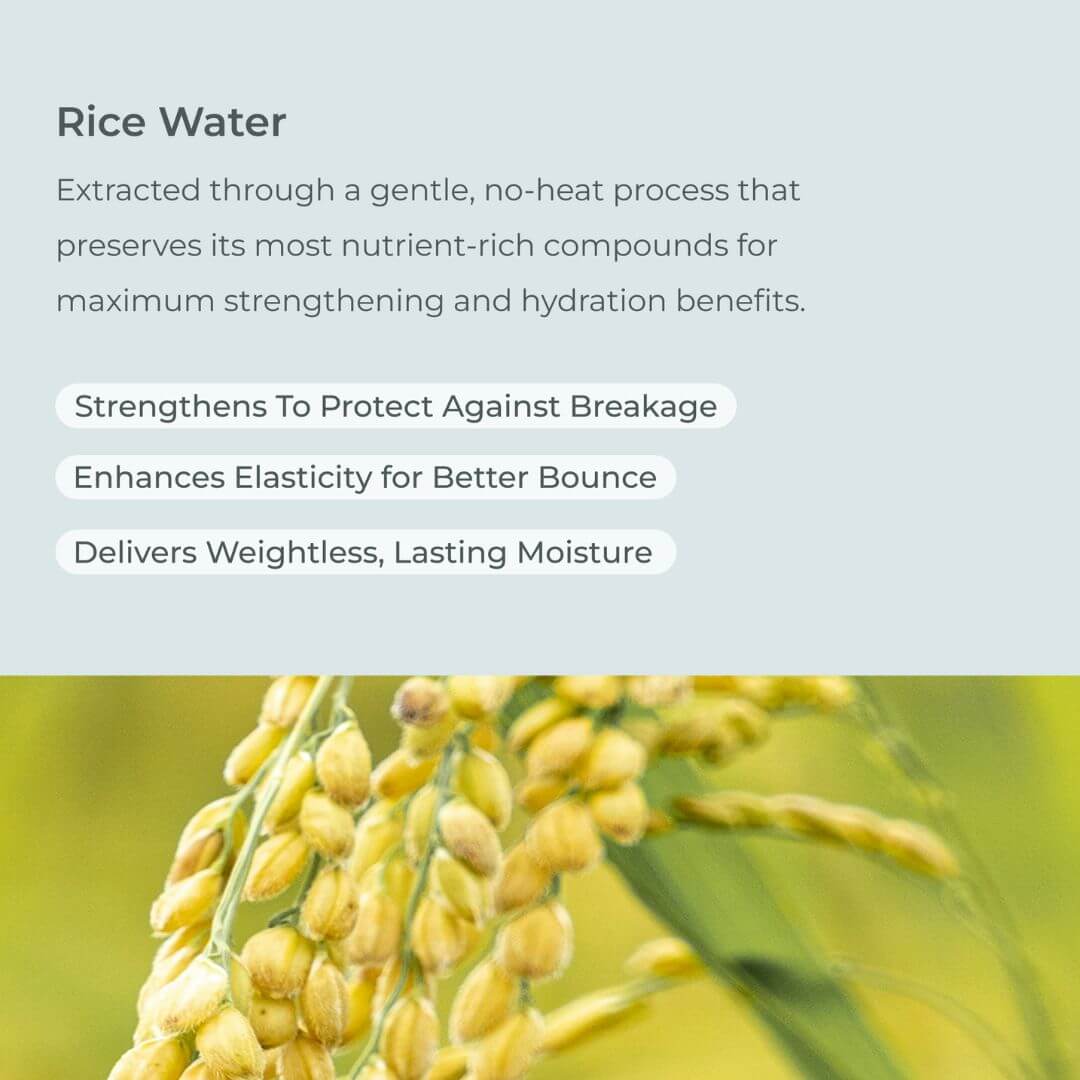 Text about rice water with a background of rice plants for Evolvh Shampoo